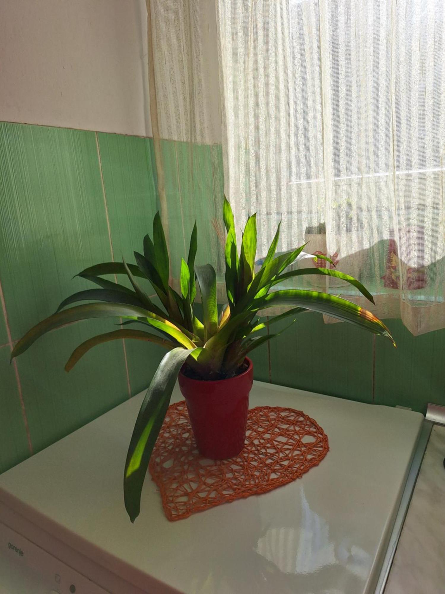 Apartman Maja Belgrade Exterior photo